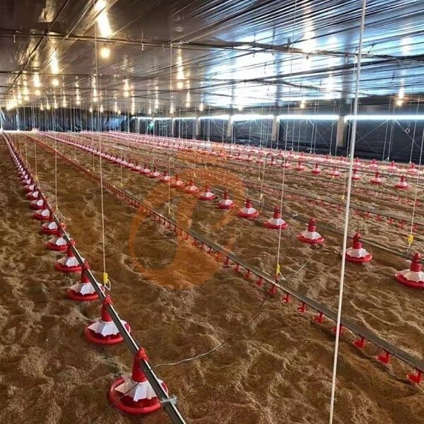 1761887348842750380258103296 deep litter system 1 (10)