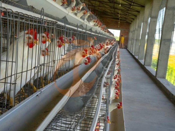 battery cage price for layer chicken in poultry farm (61)