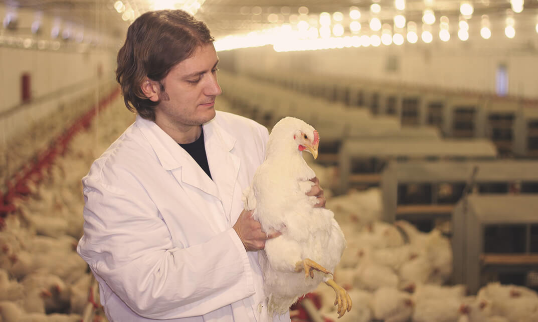 Granja avícola en entorno controlado para 35.000 pollos de engorde