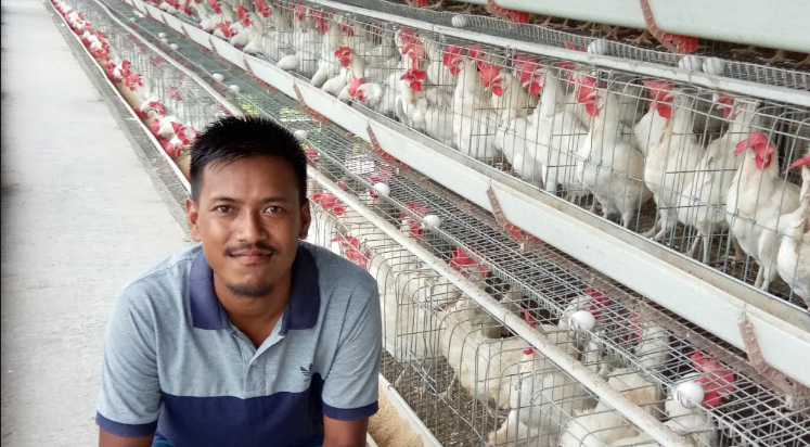 Cómo mejorar el negocio avícola en lo que respecta a la producción de huevos