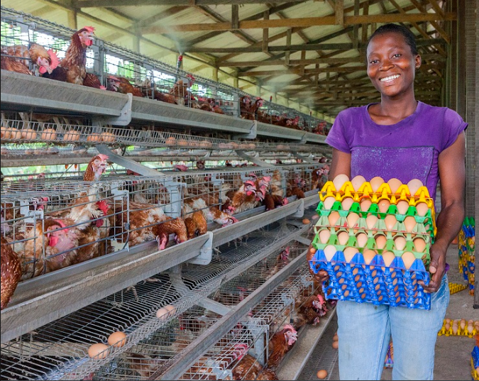 ¿Por qué mejorar la avicultura con jaulas en batería?