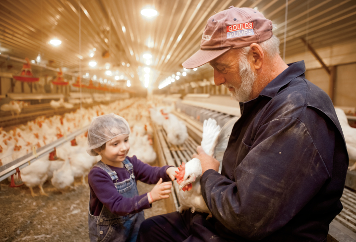 Mejorar el sistema de alimentación en las aves de corral mediante un sistema de alimentación automatizado