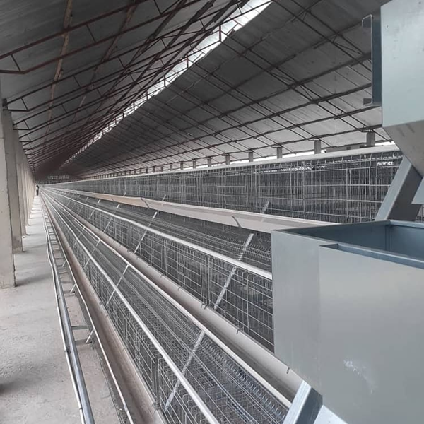 Cómo mejorar la supervivencia del pollo de un día