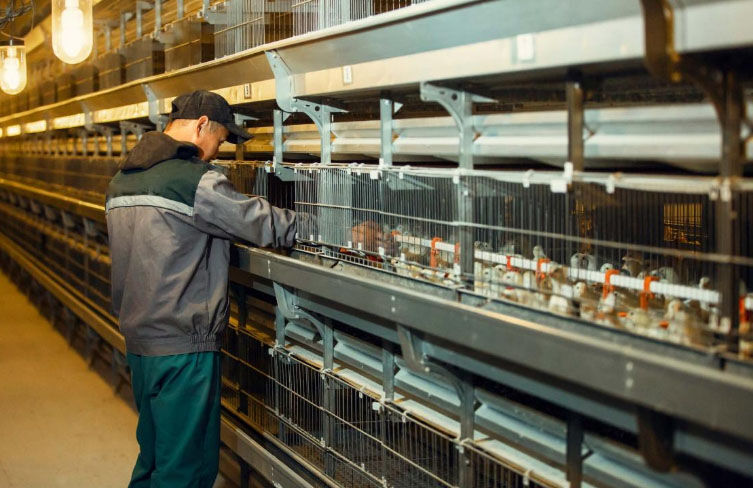 Cómo mantener caliente al pollito de granja
