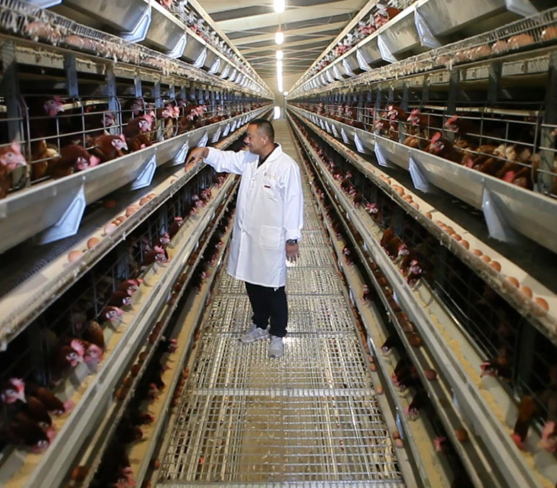 Limpieza manual de jaulas en batería