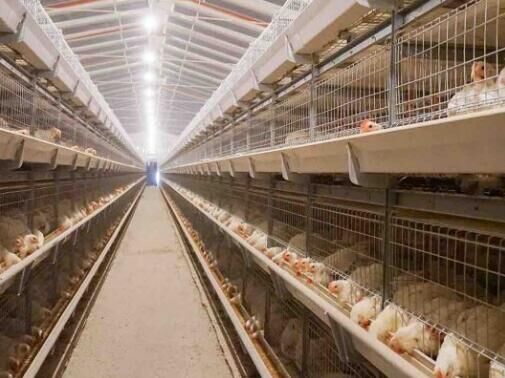 Uso de desinfectantes en jaulas de pollos de engorde