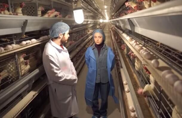 Formas alternativas de aumentar la producción de huevos en jaulas de gallinas