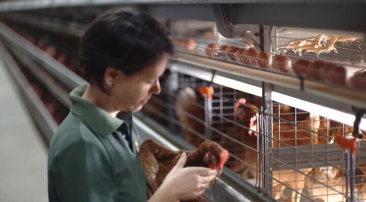 Cómo controlar el entorno de un gallinero de tipo abierto
