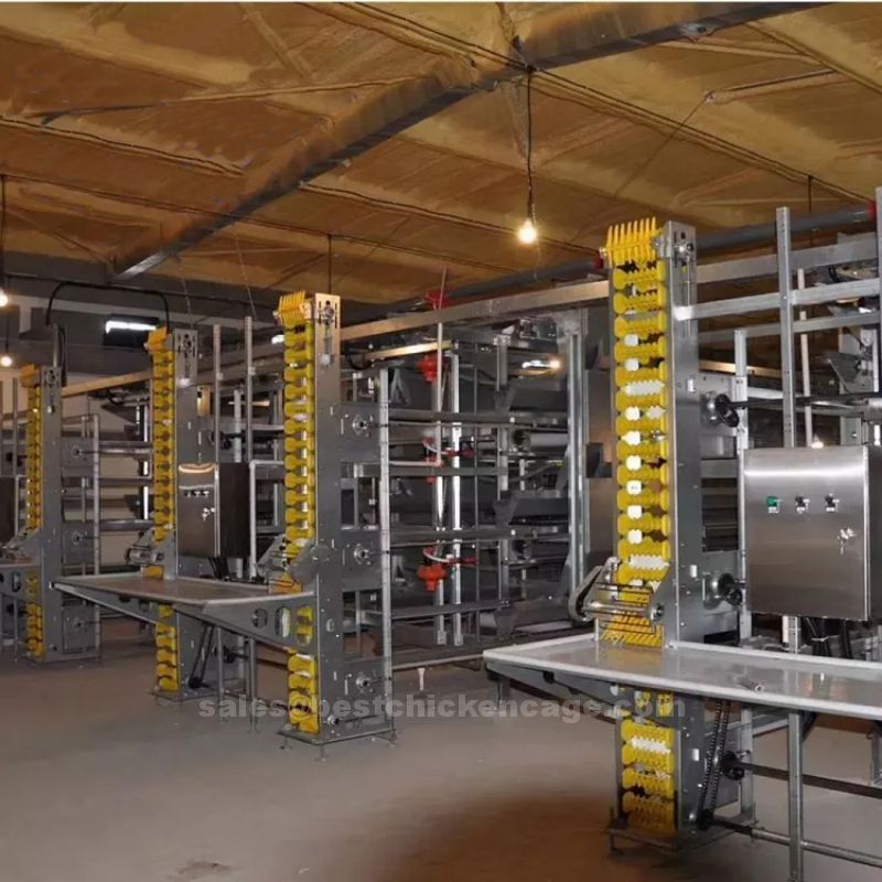 Reasons to raise your layers with battery cage system