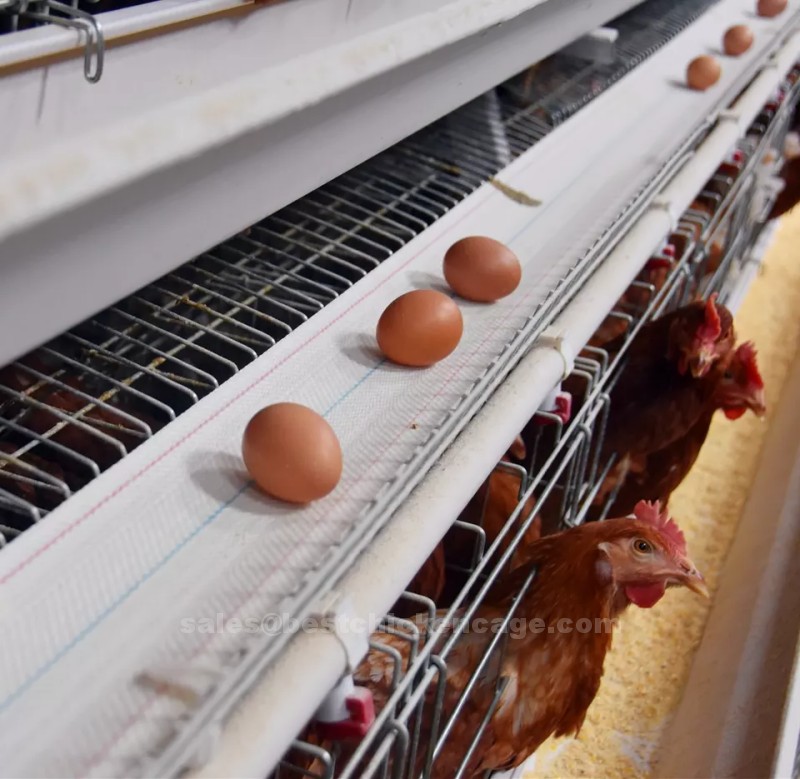 Do you know these on our company's poultry equipment