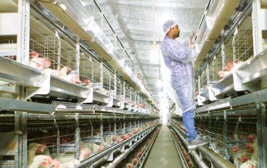 ¿Conoce estos en el equipo de aves de corral de nuestra empresa