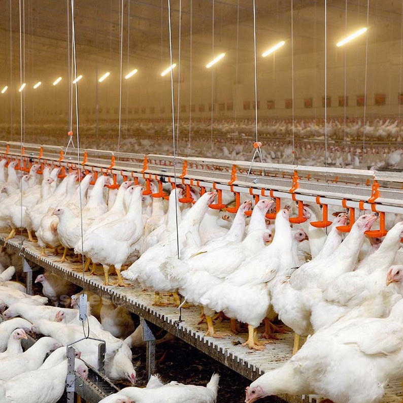 Differences between nipple drinker and hanging cup drinker