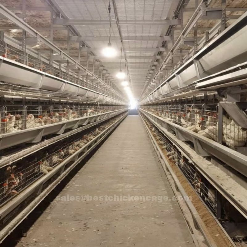 101 popular battery cage in Philippine and its price