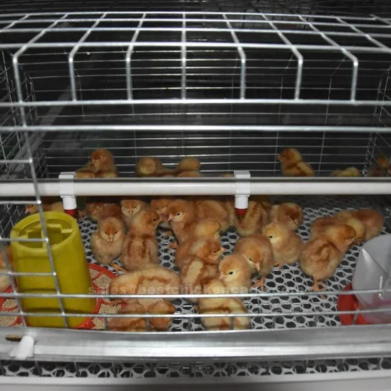 Baby chick cage( pullet cage)