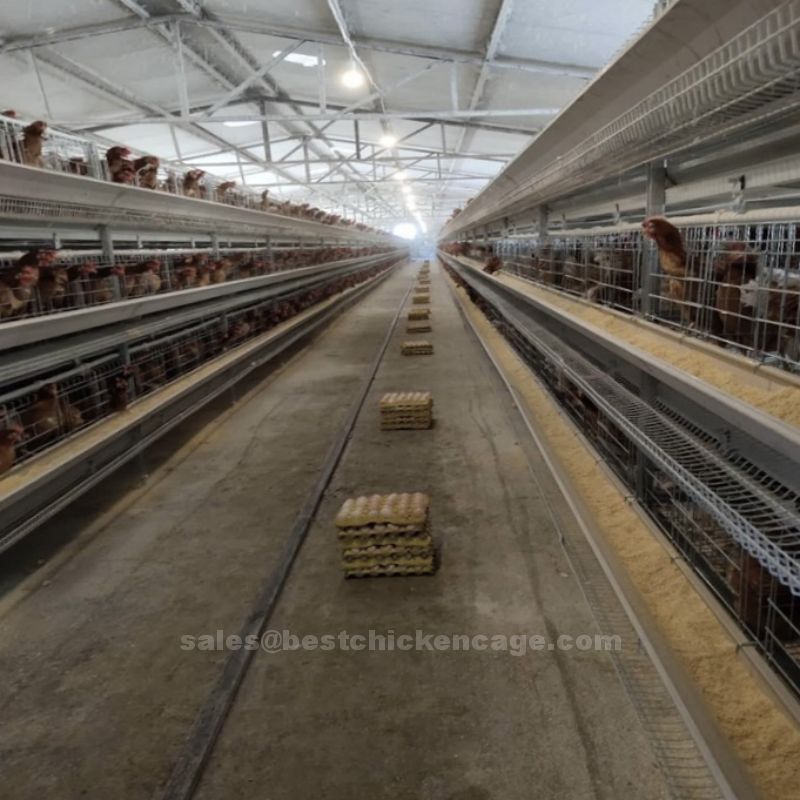 3 tier 96 128 birds 24 nest egg chicken layer cage price for hens