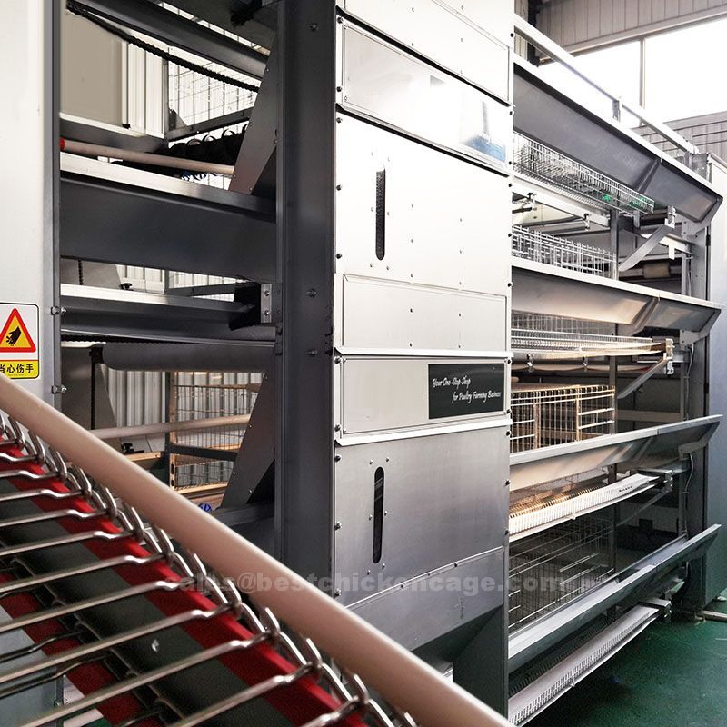 鸡笼或蛋鸡笼H (60).jpg How to improve survival of day old chicken