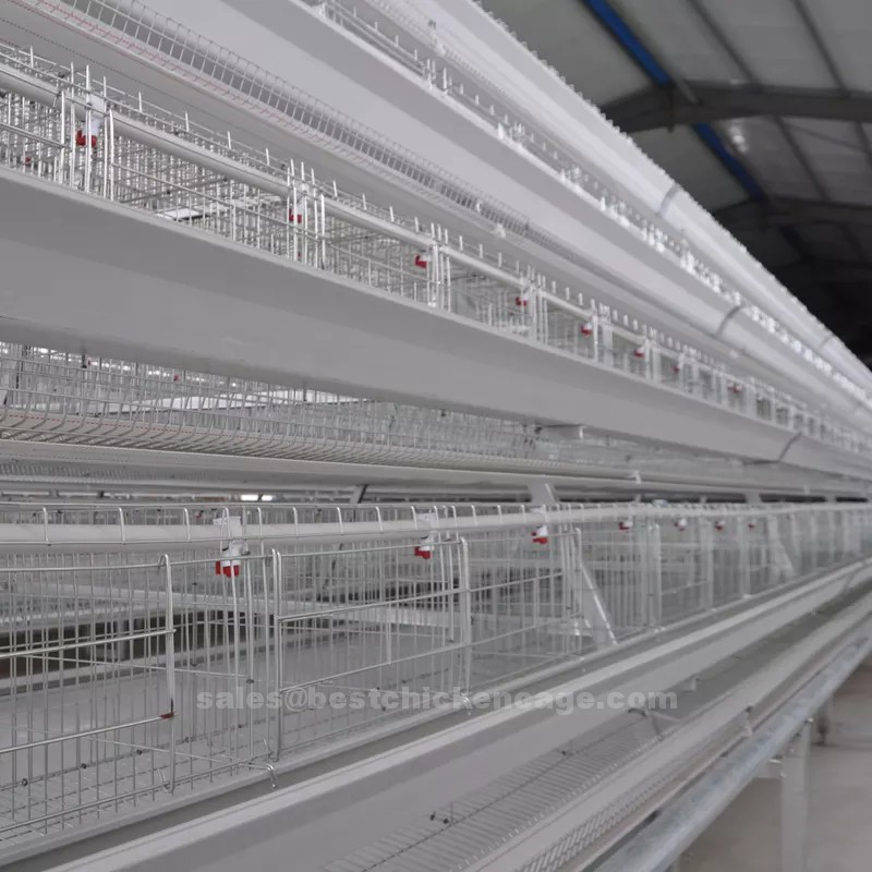 How to manage chicken feeding system using chicken cage