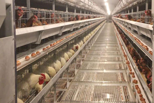 ¿Sabe usted estos en dimensión para 1.000 gallinas ponedoras jaula material y construcción