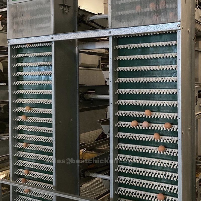鸡笼或蛋鸡笼H (2).jpg Improving feeding system in the poultry using an automated feeding system
