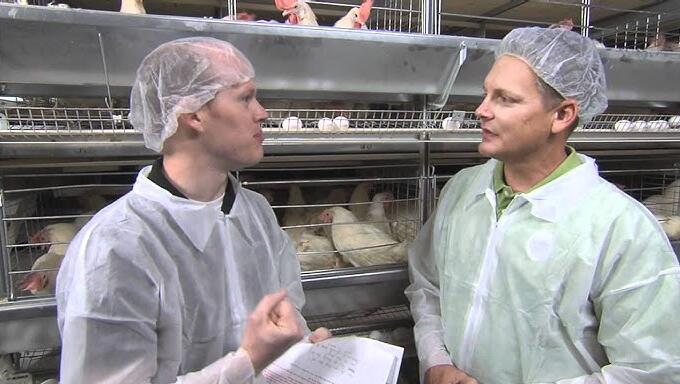Introducción detallada de las jaulas en batería son sistemas de alojamiento utilizados para diversos métodos de producción animal