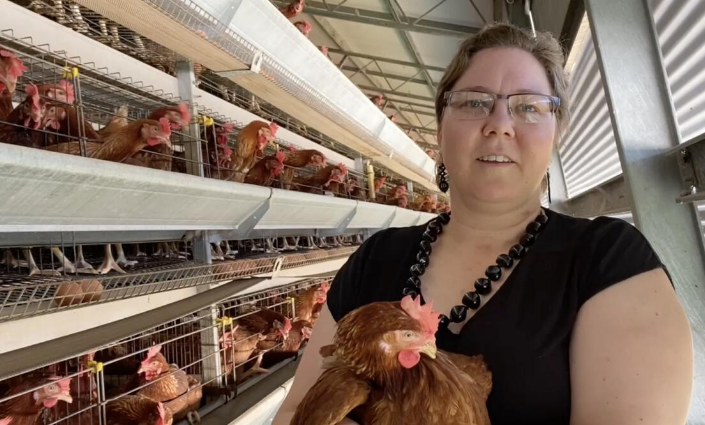 10 importantes ventajas de utilizar un sistema de jaulas para gallinas que reduce el riesgo de contaminación y mejora la calidad general de los huevos