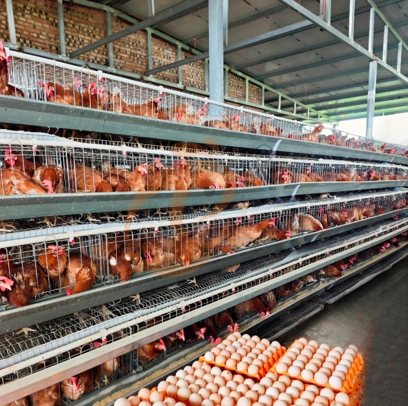 battery cage system for layer (1)