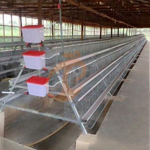 battery cage system for layer (3)