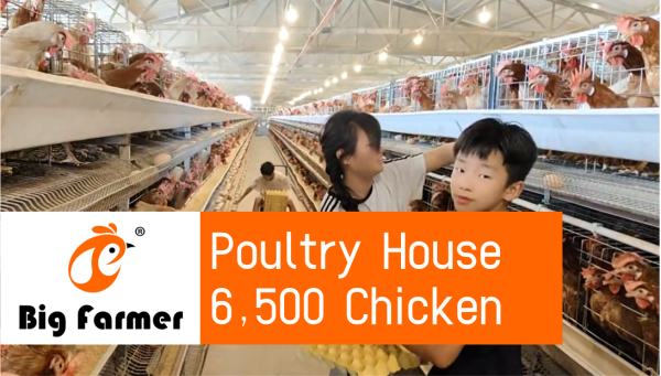 Coreia 6.500 Camadas Em Granja Avícola, Sistema De Alimentação Automática E Gaiola De Frango De Postura Tipo H 3 Níveis À Venda