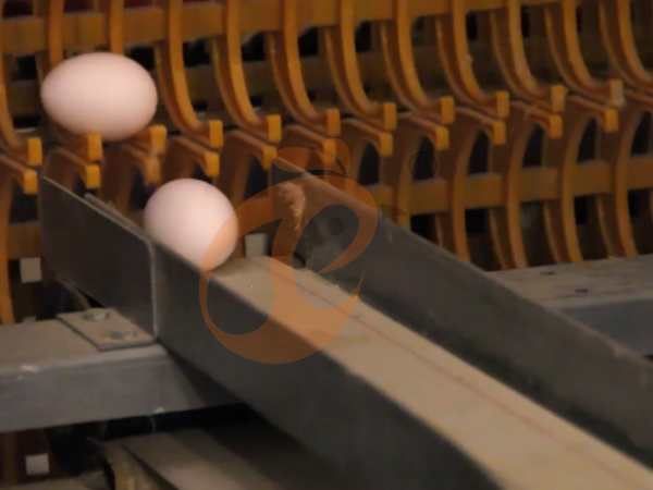 poultry farm eggs (6)