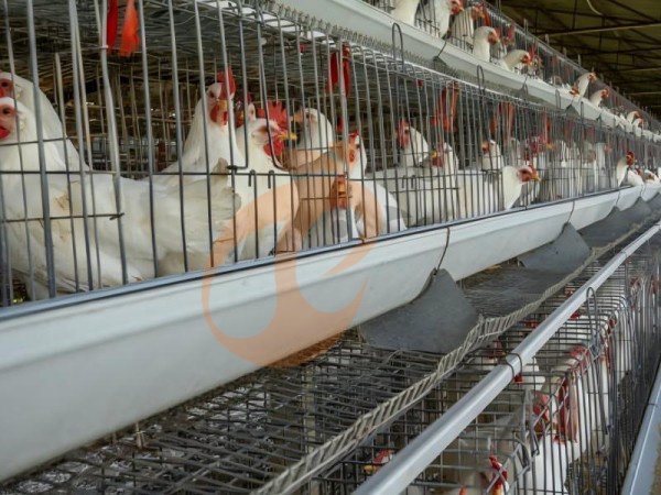 A H layer chicken battery cage price in poultry farm (49)