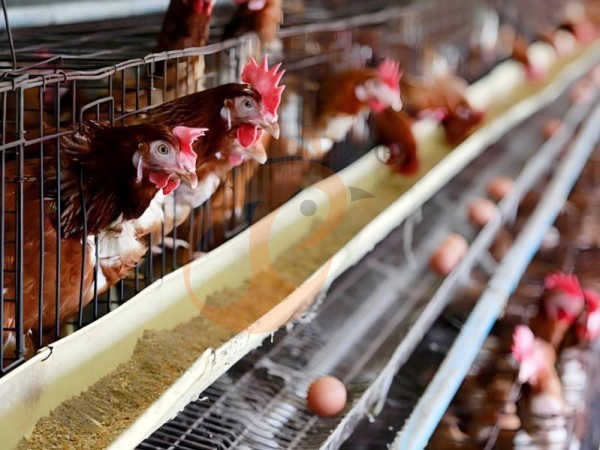 A H layer chicken battery cage price in poultry farm (59)