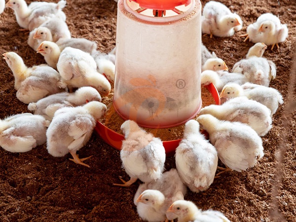Free Range1 (3)