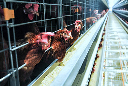 Luoto finished 100,000 layer birds poultry farm wi Luoto finished 100,000 layer birds poultry farm wi