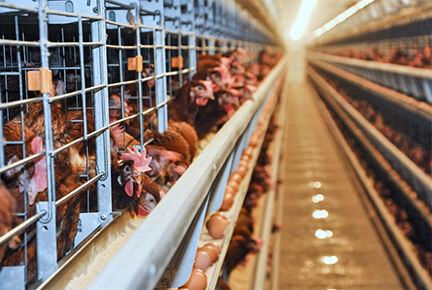 Luoto finished 100,000 layer birds poultry farm wi Luoto finished 100,000 layer birds poultry farm wi
