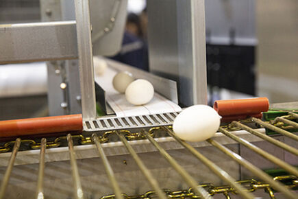 Luoto finished 200,000 birds capacity battery cage Luoto finished 200,000 birds capacity battery cage