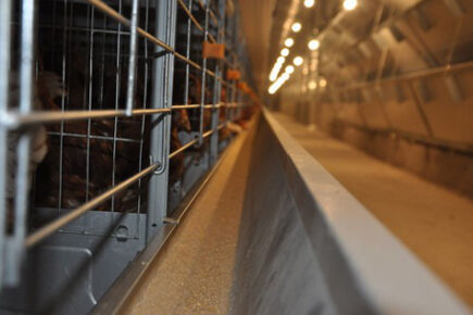 Luoto finished 200,000 birds capacity battery cage Luoto finished 200,000 birds capacity battery cage