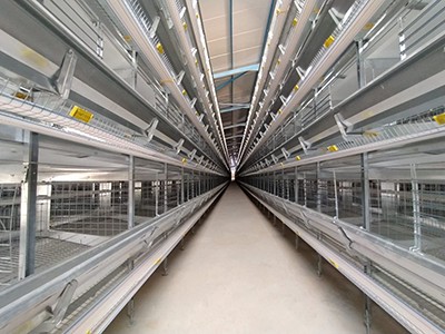 Luoto finished layer project of 100,000 birds in W Luoto finished layer project of 100,000 birds in W