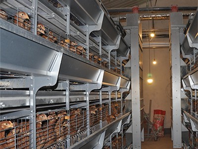 The poultry farm with chicken cage in Thailand (2 The poultry farm with chicken cage in Thailand (2