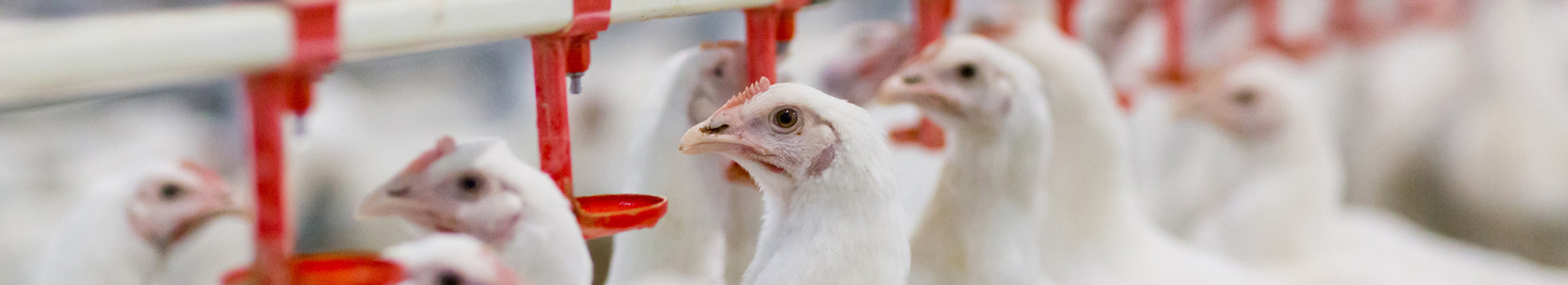 Aves de Criação - Soluções para Aviários Aves de Criação - Soluções para Aviários