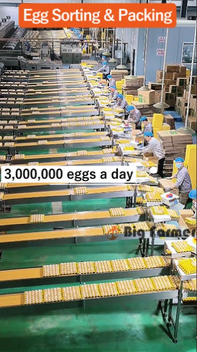 Layer battery cage system (11) Layer battery cage system (11)