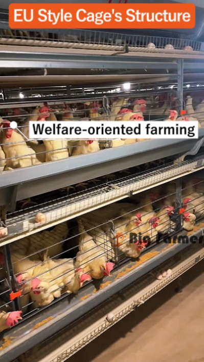 Layer battery cage system (15) Layer battery cage system (15)