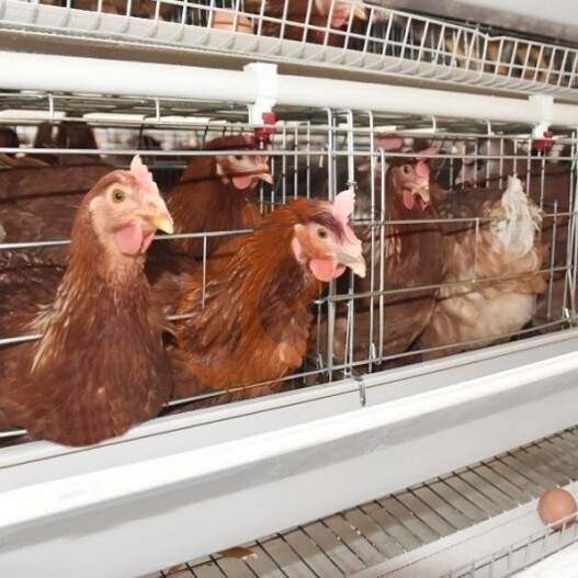 battery cage system for layer (1) battery cage system for layer (1)