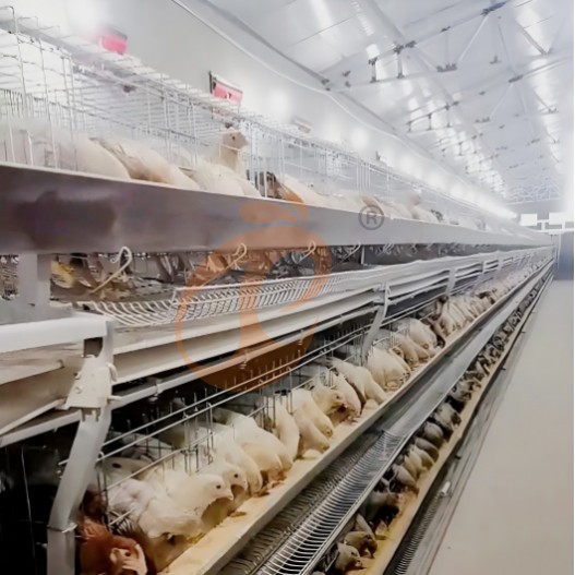 battery cage system for layer (6) battery cage system for layer (6)