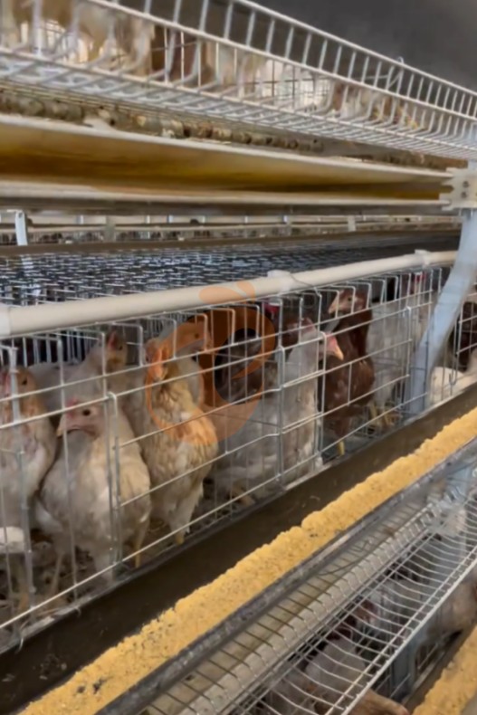 battery cage system for layer (10) battery cage system for layer (10)