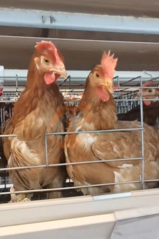 battery cage system for layer (12) battery cage system for layer (12)