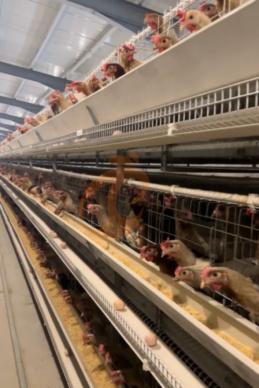 battery cage system for layer (14) battery cage system for layer (14)