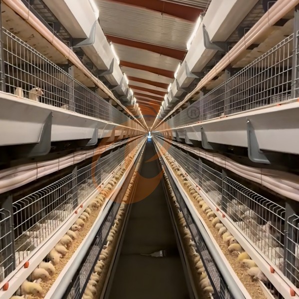 Battery cage system for brooder (3)