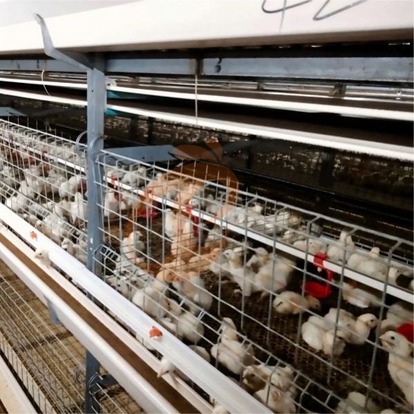 battery cage system for broiler (25) battery cage system for broiler (25)