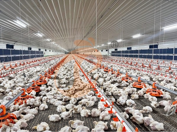 1763434725849240552026001408 poultry house ventilation 4 (2)