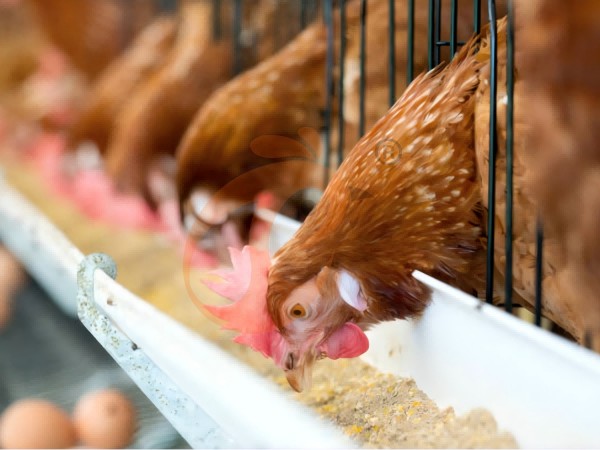 chicken battery cage poultry farm (11) chicken battery cage poultry farm (11)